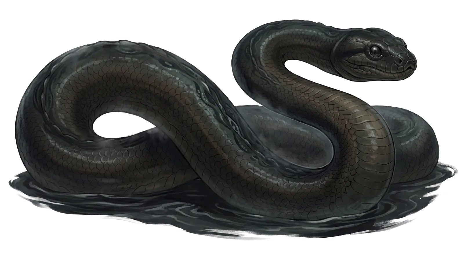 Boiuna museum card artwork